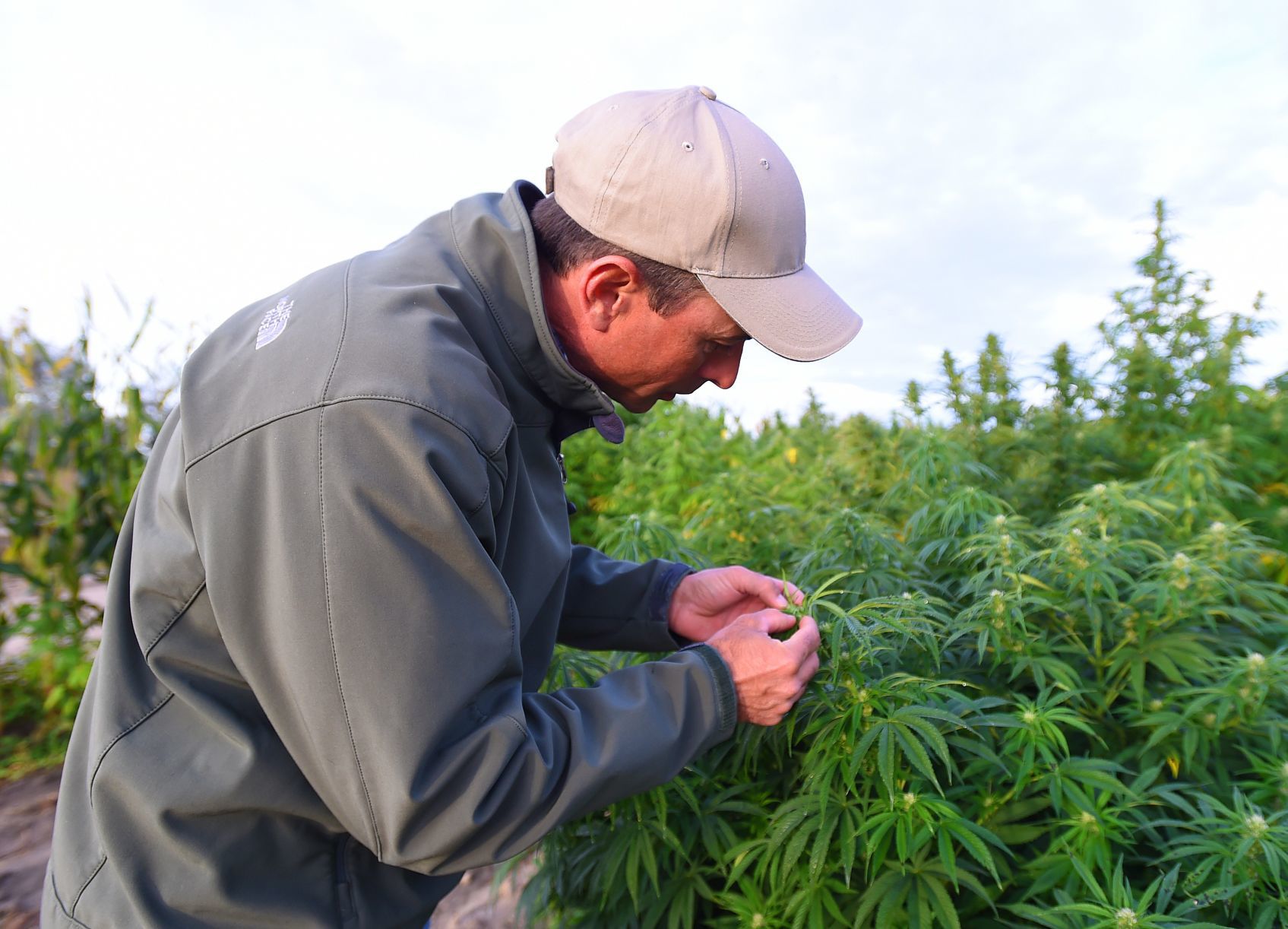Hemp cultivation